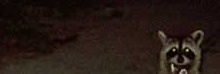 Auch Waschb�ren machen einen drauf