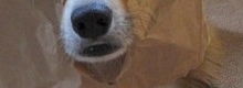Undercover Wuff